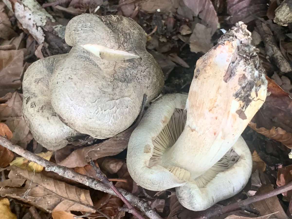 Deux tricholomes tigrés côte à côte dans la litière de hêtre : chapeaux gris couverts de mèches plus sombres disposées en cercles concentriques, bord des lames blanchâtres visible.